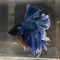 the-fish-farm Male Betta Male Betta - One Only - 13 Choose your favourite Male Betta from The Fish Farm Australia