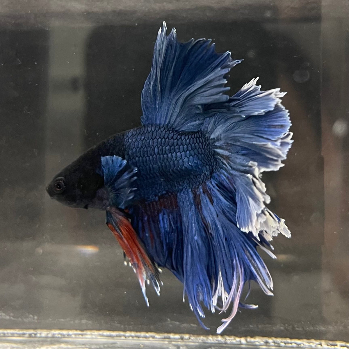 the-fish-farm Male Betta Male Betta - One Only - 13 Choose your favourite Male Betta from The Fish Farm Australia