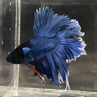 the-fish-farm Male Betta Male Betta - One Only - 13 Choose your favourite Male Betta from The Fish Farm Australia