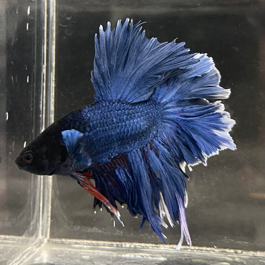 the-fish-farm Male Betta Male Betta - One Only - 13 Choose your favourite Male Betta from The Fish Farm Australia