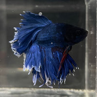 the-fish-farm Male Betta Male Betta - One Only - 13 Choose your favourite Male Betta from The Fish Farm Australia