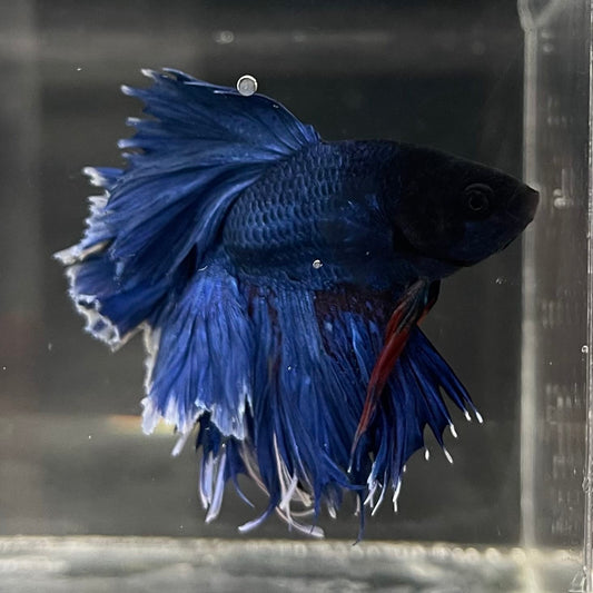 the-fish-farm Male Betta Male Betta - One Only - 13 Choose your favourite Male Betta from The Fish Farm Australia