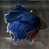 the-fish-farm Male Betta Male Betta - One Only - 13 Choose your favourite Male Betta from The Fish Farm Australia