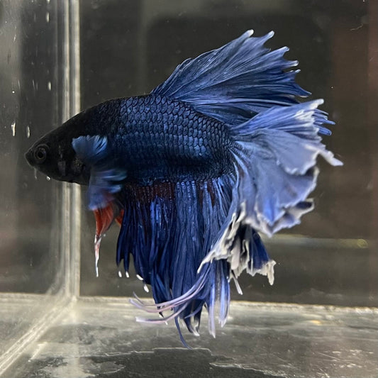 the-fish-farm Male Betta Male Betta - One Only - 13 Choose your favourite Male Betta from The Fish Farm Australia