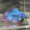 the-fish-farm Male Betta Male Betta - One Only - 13 Choose your favourite Male Betta from The Fish Farm Australia