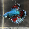 the-fish-farm Male Betta Male Betta - One Only - 14 Choose your favourite Male Betta from The Fish Farm Australia