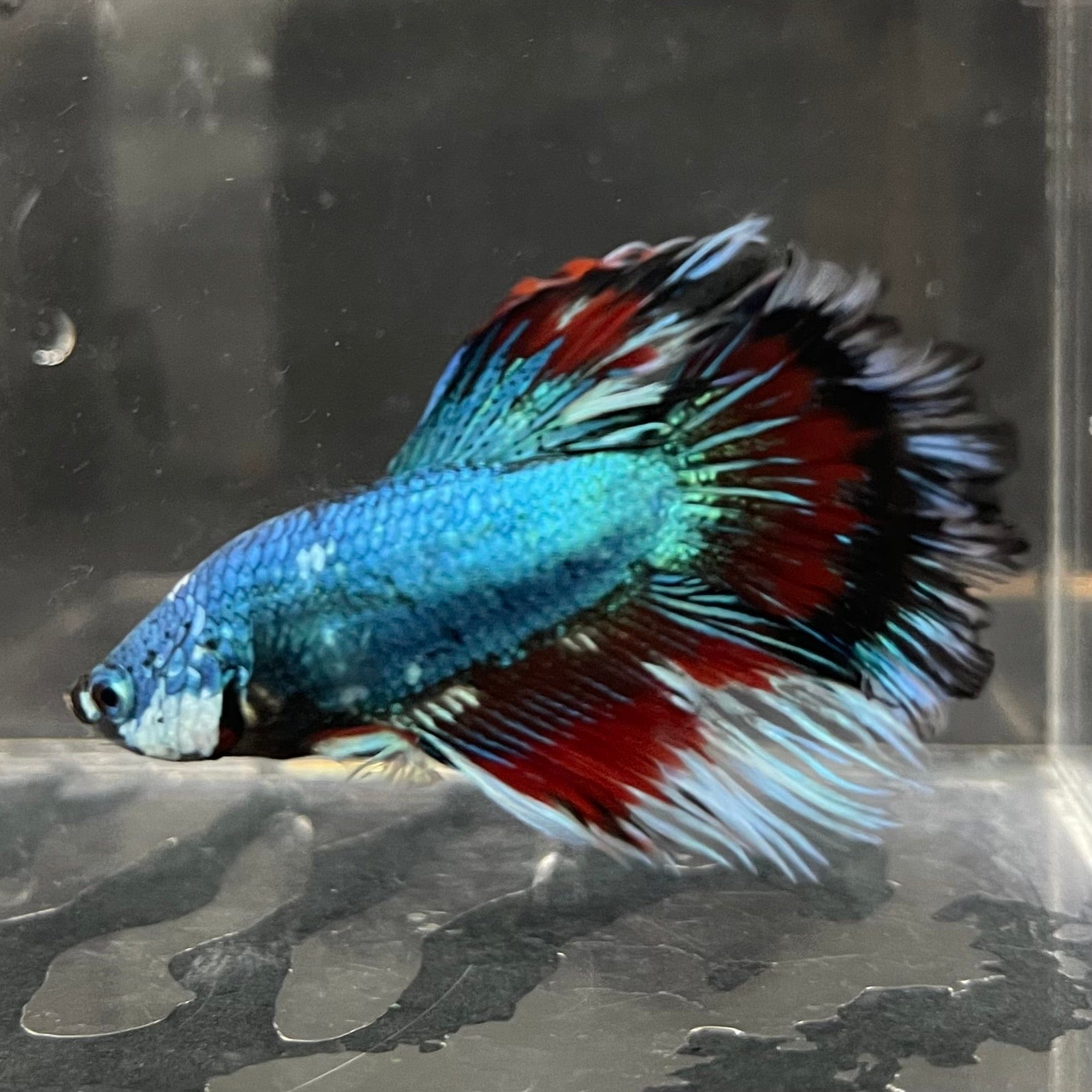 the-fish-farm Male Betta Male Betta - One Only - 14 Choose your favourite Male Betta from The Fish Farm Australia