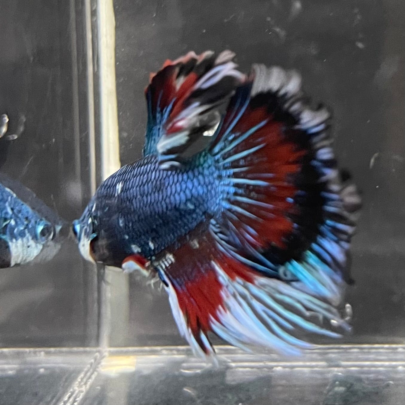 the-fish-farm Male Betta Male Betta - One Only - 14 Choose your favourite Male Betta from The Fish Farm Australia