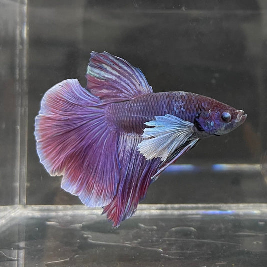 the-fish-farm Male Betta Male Betta - One Only - 14 Choose your favourite Male Betta from The Fish Farm Australia