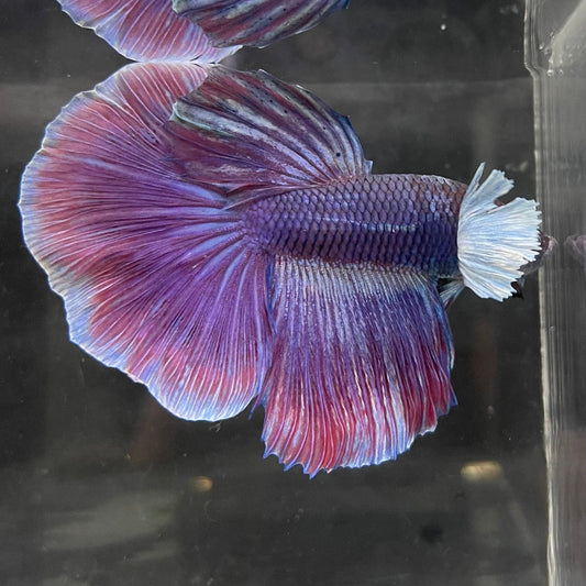 the-fish-farm Male Betta Male Betta - One Only - 14 Choose your favourite Male Betta from The Fish Farm Australia