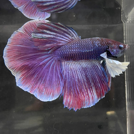the-fish-farm Male Betta Male Betta - One Only - 14 Choose your favourite Male Betta from The Fish Farm Australia