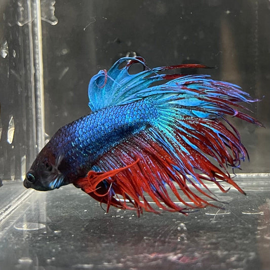 the-fish-farm Male Betta Male Betta - One Only - 14 Choose your favourite Male Betta from The Fish Farm Australia
