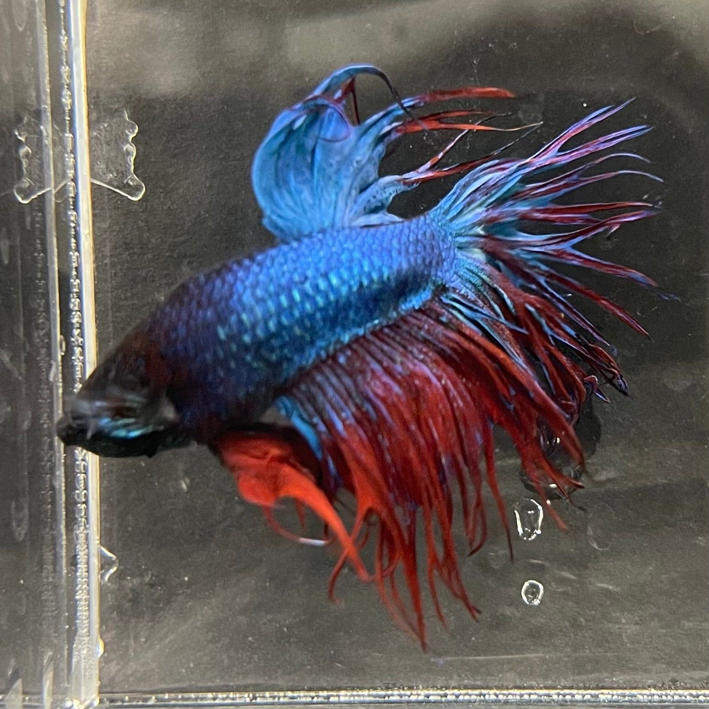 the-fish-farm Male Betta Male Betta - One Only - 14 Choose your favourite Male Betta from The Fish Farm Australia