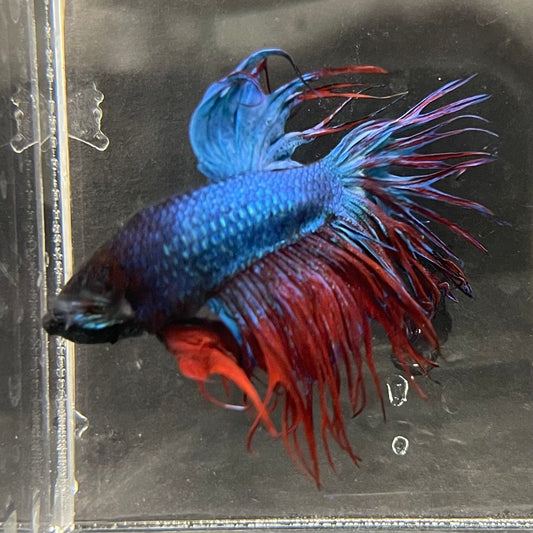 the-fish-farm Male Betta Male Betta - One Only - 14 Choose your favourite Male Betta from The Fish Farm Australia