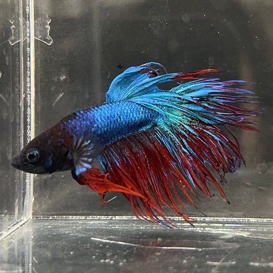 the-fish-farm Male Betta Male Betta - One Only - 14 Choose your favourite Male Betta from The Fish Farm Australia