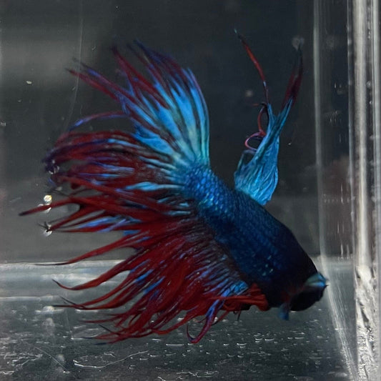 the-fish-farm Male Betta Male Betta - One Only - 14 Choose your favourite Male Betta from The Fish Farm Australia
