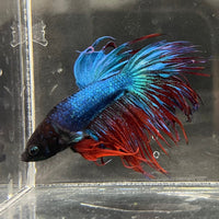 the-fish-farm Male Betta Male Betta - One Only - 14 Choose your favourite Male Betta from The Fish Farm Australia