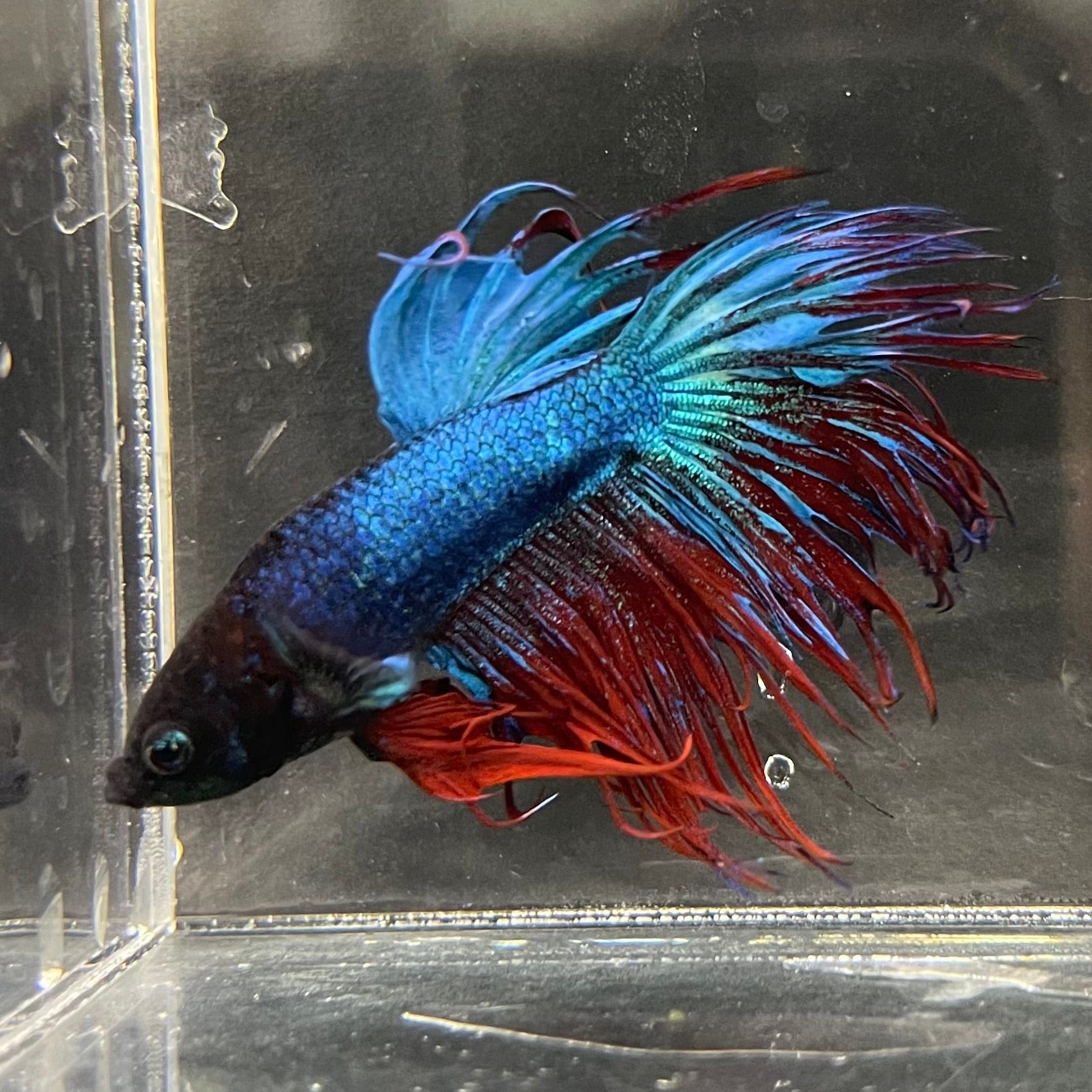 the-fish-farm Male Betta Male Betta - One Only - 14 Choose your favourite Male Betta from The Fish Farm Australia