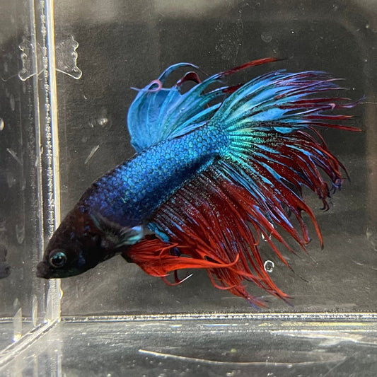 the-fish-farm Male Betta Male Betta - One Only - 14 Choose your favourite Male Betta from The Fish Farm Australia