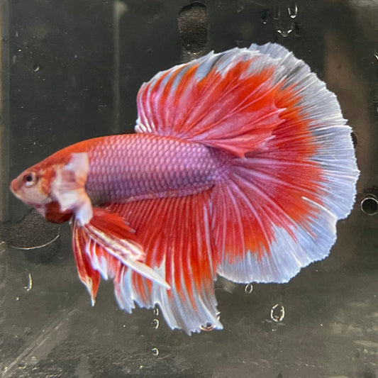 the-fish-farm Male Betta Male Betta - One Only - 14 Choose your favourite Male Betta from The Fish Farm Australia