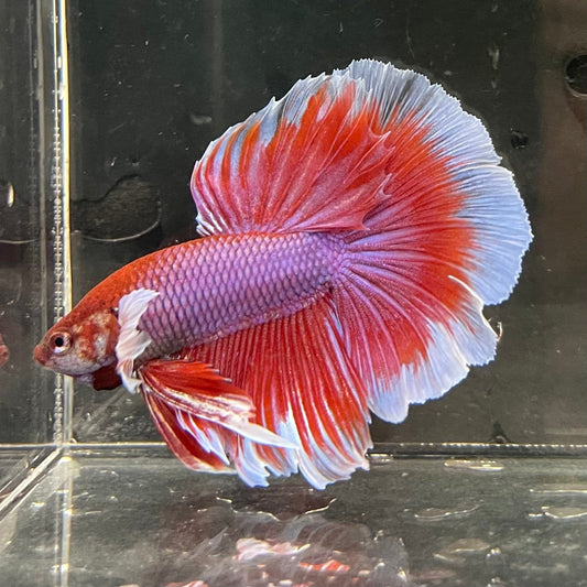 the-fish-farm Male Betta Male Betta - One Only - 14 Choose your favourite Male Betta from The Fish Farm Australia