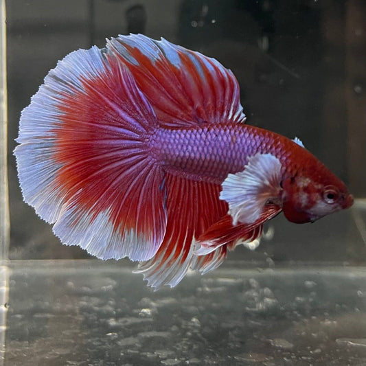 the-fish-farm Male Betta Male Betta - One Only - 14 Choose your favourite Male Betta from The Fish Farm Australia