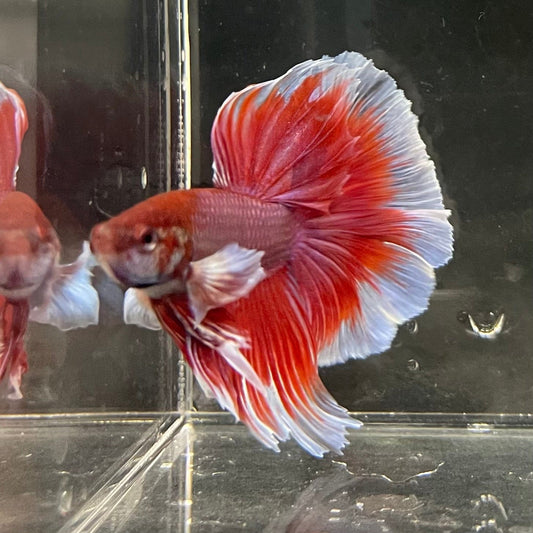the-fish-farm Male Betta Male Betta - One Only - 14 Choose your favourite Male Betta from The Fish Farm Australia