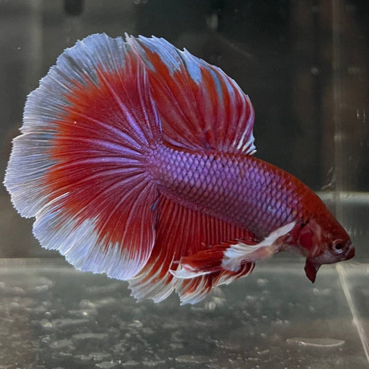 the-fish-farm Male Betta Male Betta - One Only - 14 Choose your favourite Male Betta from The Fish Farm Australia