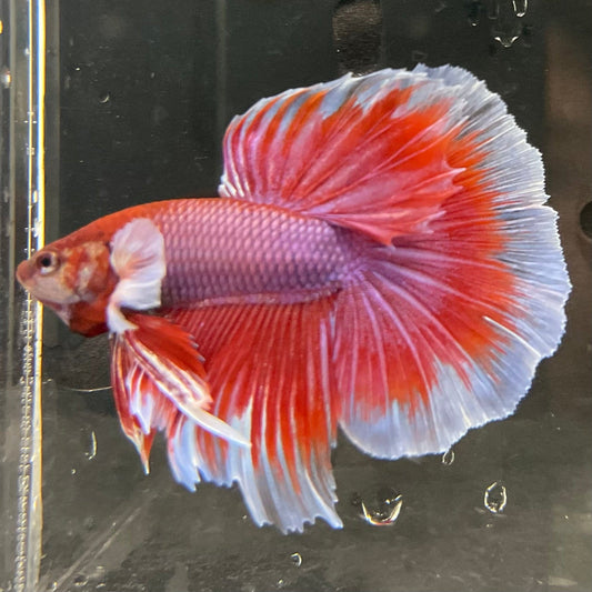 the-fish-farm Male Betta Male Betta - One Only - 14 Choose your favourite Male Betta from The Fish Farm Australia