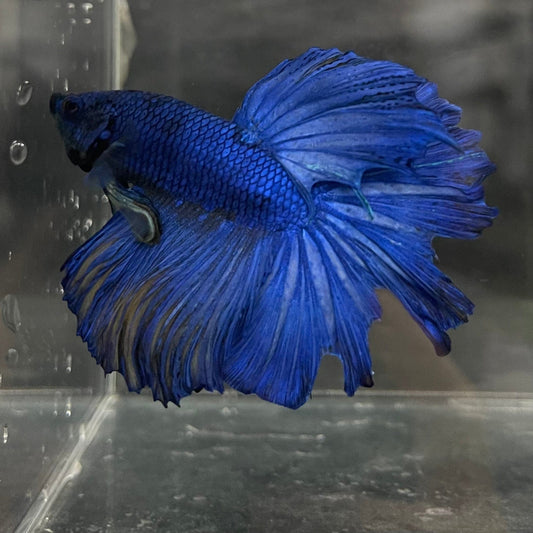 the-fish-farm Male Betta Male Betta - One Only - 14 Choose your favourite Male Betta from The Fish Farm Australia