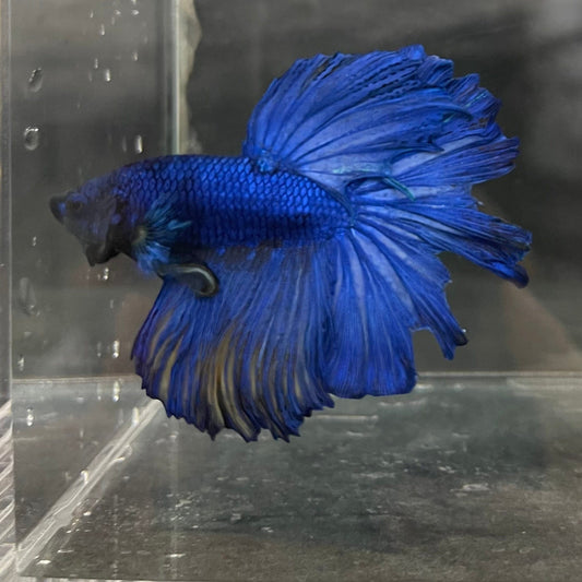 the-fish-farm Male Betta Male Betta - One Only - 14 Choose your favourite Male Betta from The Fish Farm Australia