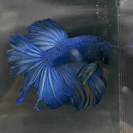 the-fish-farm Male Betta Male Betta - One Only - 14 Choose your favourite Male Betta from The Fish Farm Australia