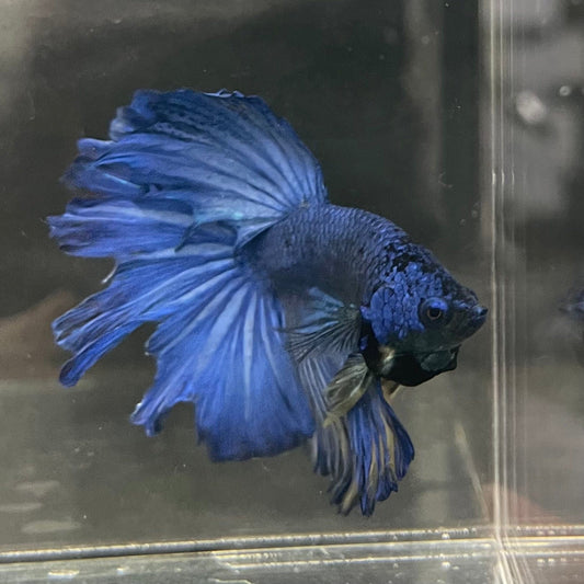 the-fish-farm Male Betta Male Betta - One Only - 14 Choose your favourite Male Betta from The Fish Farm Australia