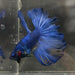 the-fish-farm Male Betta Male Betta - One Only - 14 Choose your favourite Male Betta from The Fish Farm Australia