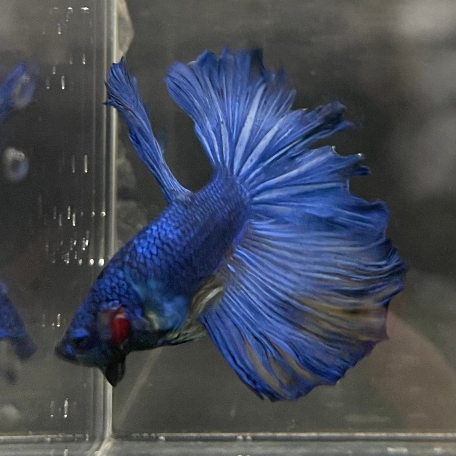the-fish-farm Male Betta Male Betta - One Only - 14 Choose your favourite Male Betta from The Fish Farm Australia
