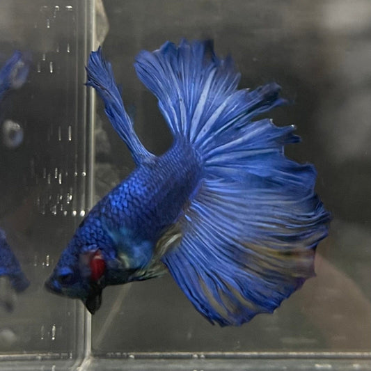 the-fish-farm Male Betta Male Betta - One Only - 14 Choose your favourite Male Betta from The Fish Farm Australia
