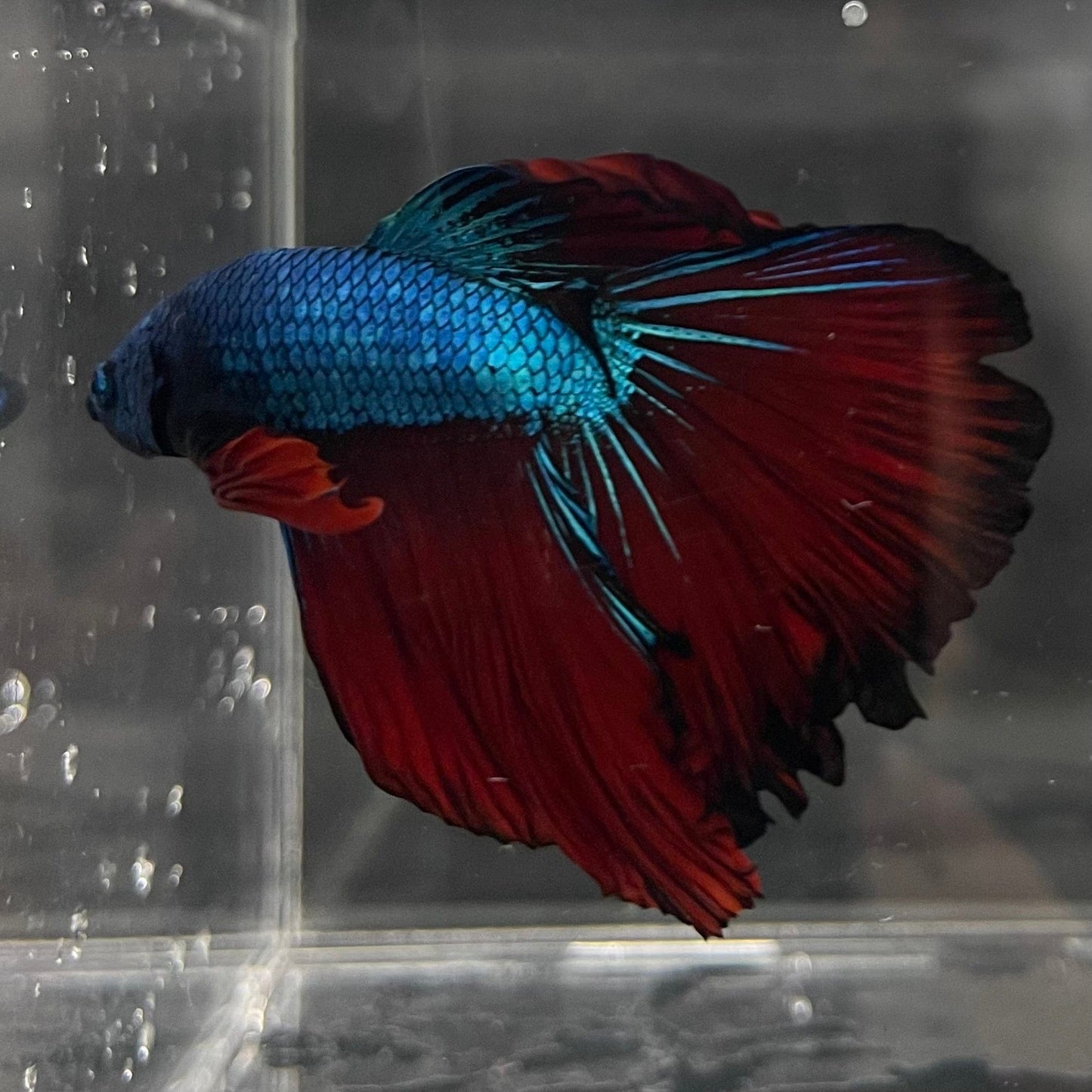 the-fish-farm Male Betta Male Betta - One Only - 14 Choose your favourite Male Betta from The Fish Farm Australia