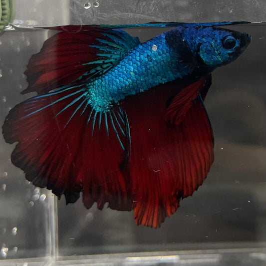 the-fish-farm Male Betta Male Betta - One Only - 14 Choose your favourite Male Betta from The Fish Farm Australia