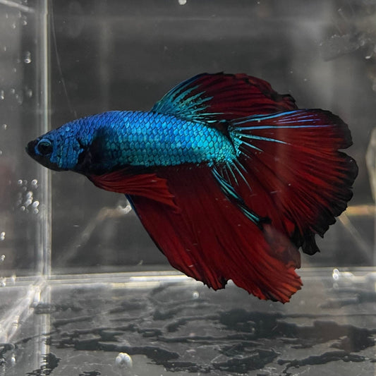 the-fish-farm Male Betta Male Betta - One Only - 14 Choose your favourite Male Betta from The Fish Farm Australia