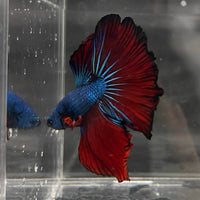 the-fish-farm Male Betta Male Betta - One Only - 14 Choose your favourite Male Betta from The Fish Farm Australia