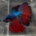 the-fish-farm Male Betta Male Betta - One Only - 14 Choose your favourite Male Betta from The Fish Farm Australia