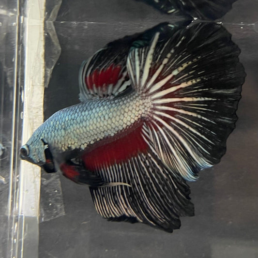 the-fish-farm Male Betta Male Betta - One Only - 14 Choose your favourite Male Betta from The Fish Farm Australia