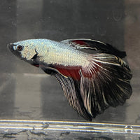 the-fish-farm Male Betta Male Betta - One Only - 14 Choose your favourite Male Betta from The Fish Farm Australia