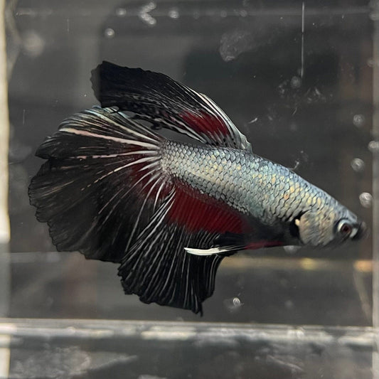 the-fish-farm Male Betta Male Betta - One Only - 14 Choose your favourite Male Betta from The Fish Farm Australia