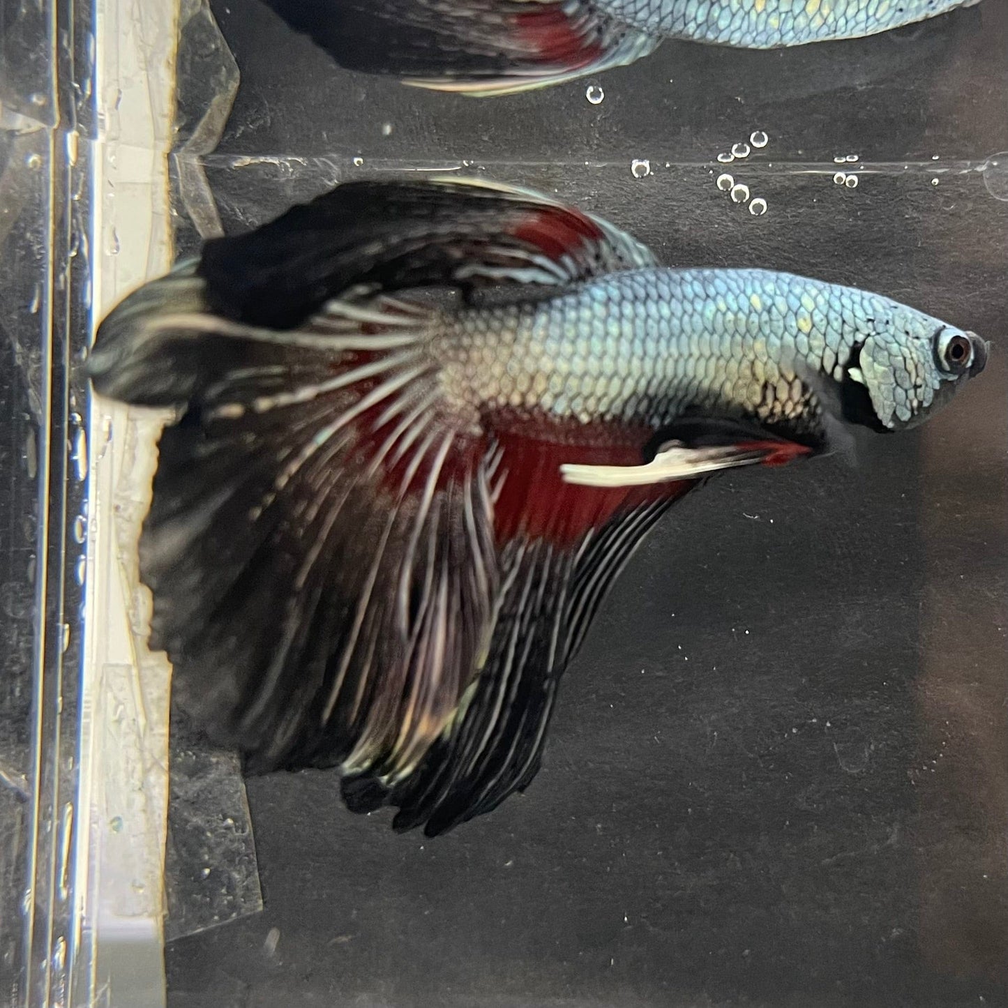 the-fish-farm Male Betta Male Betta - One Only - 14 Choose your favourite Male Betta from The Fish Farm Australia