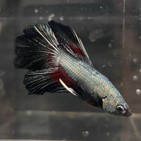 the-fish-farm Male Betta Male Betta - One Only - 14 Choose your favourite Male Betta from The Fish Farm Australia