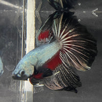 the-fish-farm Male Betta Male Betta - One Only - 14 Choose your favourite Male Betta from The Fish Farm Australia