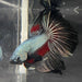 the-fish-farm Male Betta Male Betta - One Only - 14 Choose your favourite Male Betta from The Fish Farm Australia