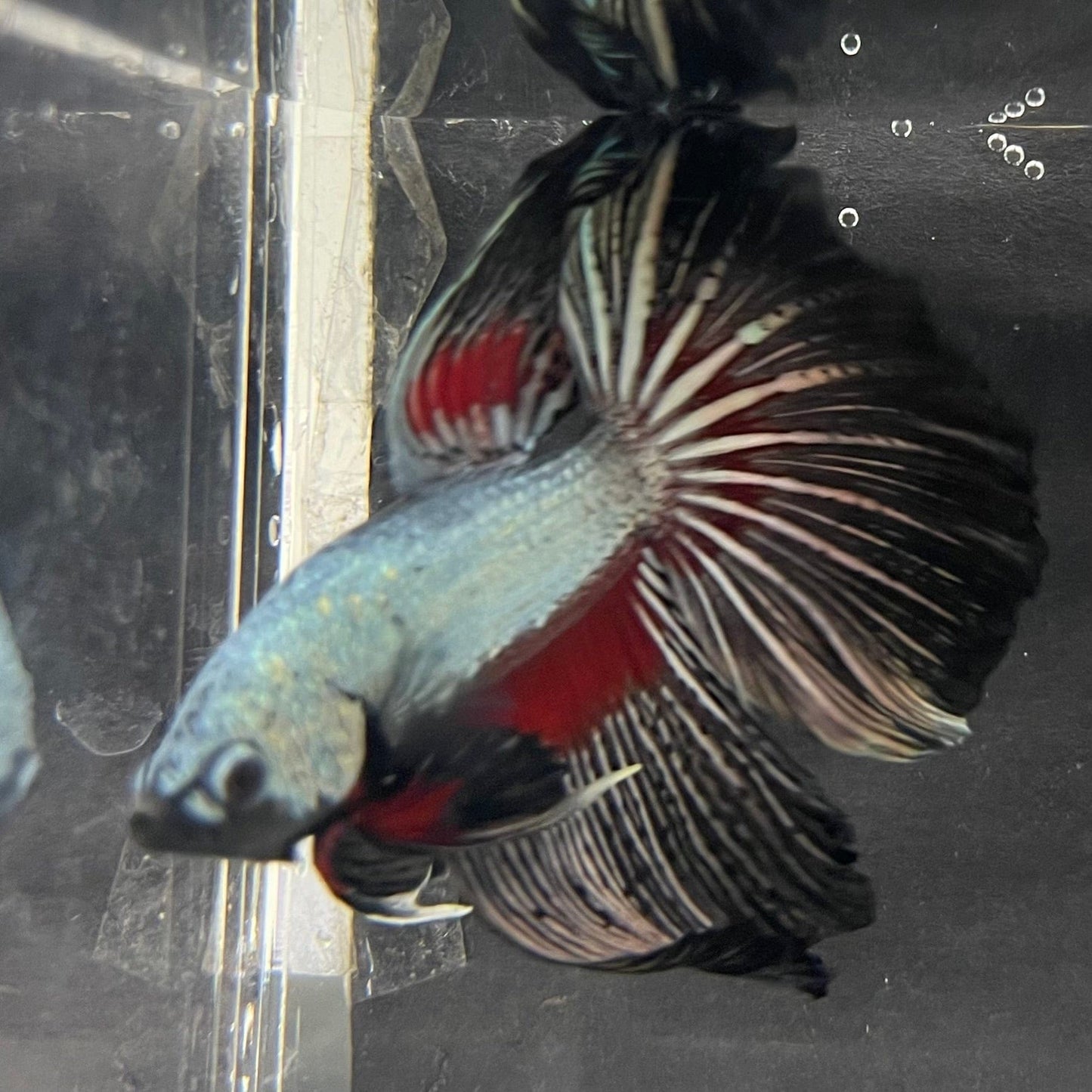 the-fish-farm Male Betta Male Betta - One Only - 14 Choose your favourite Male Betta from The Fish Farm Australia