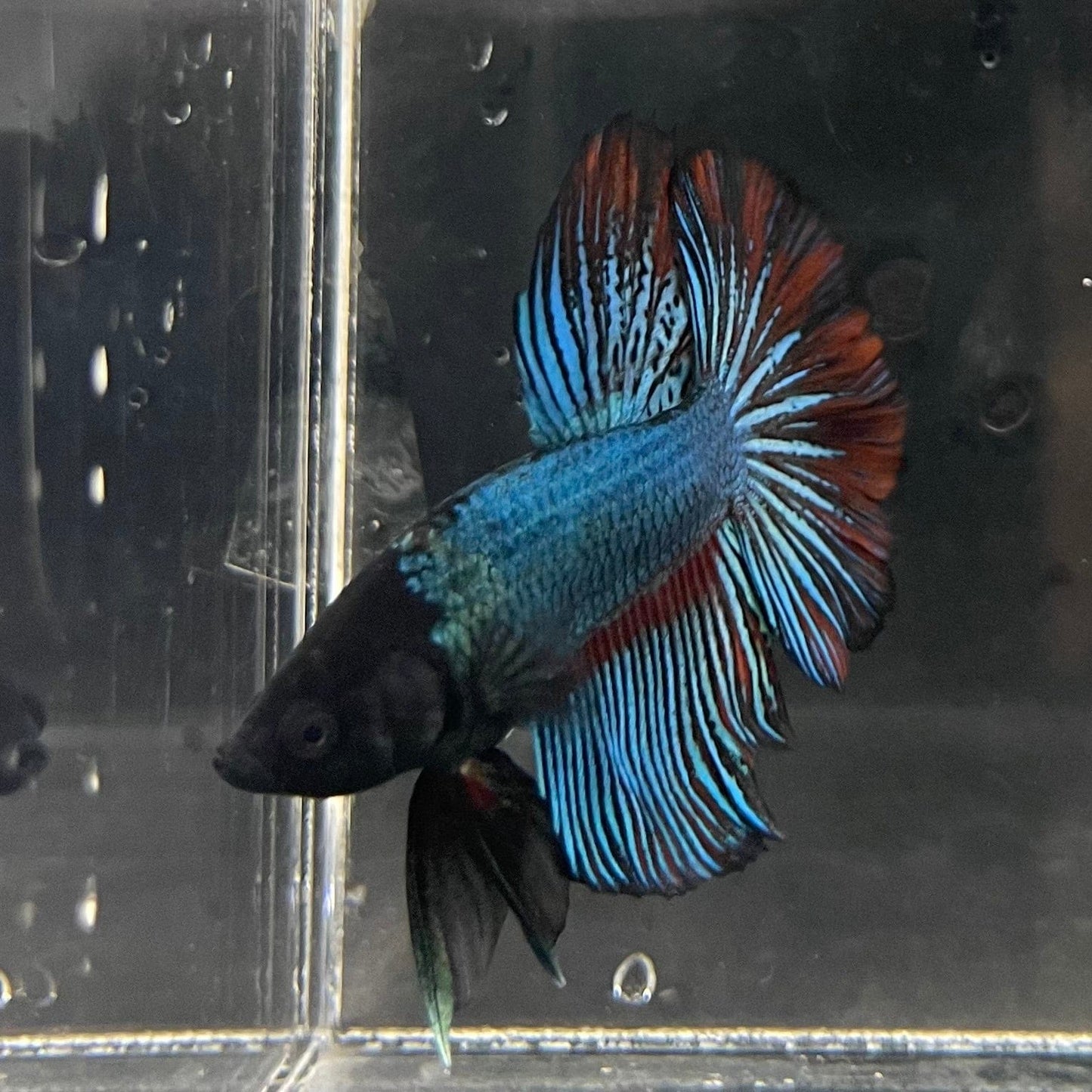 the-fish-farm Male Betta Male Betta - One Only - 14 Choose your favourite Male Betta from The Fish Farm Australia